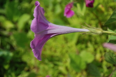 Ipomoea barlerioides